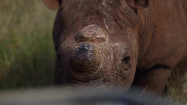 Rhino in the wild close up