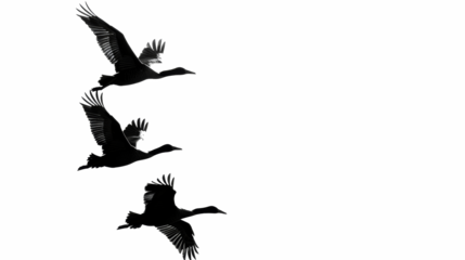 PNG image set of silhouettes of birds.