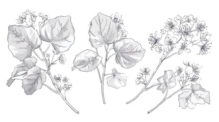 Gorgeous outline drawing of linden leaves and flowers