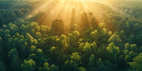 Majestic Woodland at Sunrise. Aerial Photograph with Light Rays coming through Trees. Nature Background.