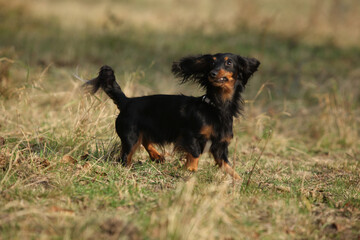 Amazing dachshund in move