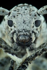 Close up longhorn bettle