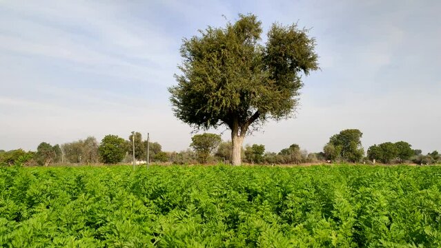 Prosopis Cineraria tree in the young carrot crop field, Khejari tree in the carrot crop field