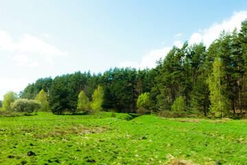 Wild, green meadow in forest. Kashubia Poland.