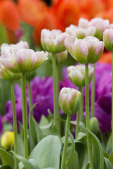 Close-up pink-green tulips in a beautiful city field. Bulbous field pink tulips bright flowers. Pink tulips with selective focus and shallow depth of field. Spring blurred background pink tulip field.