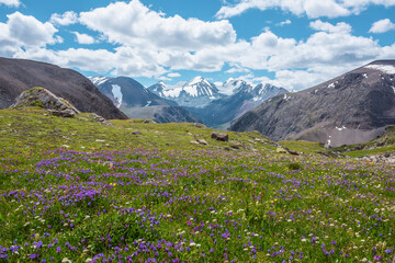 Colorful flowers on sunlit meadow with view to three large snow peaked tops. Scenic landscape with...