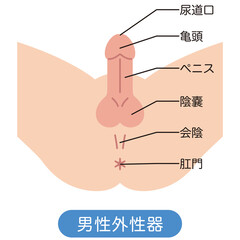 男性の股間を下から見た図　男性生殖器　構造