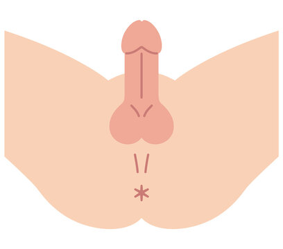 男性の股間を下から見た図　男性生殖器　構造