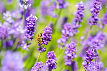 Spring lavender flowers under sunlight. Bees pollinate flowers and collect pollen. Lavender honey. Beautiful landscape of nature with a panoramic view. Hi spring. long banner