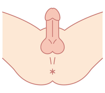 男性の股間を下から見た図　男性生殖器　構造