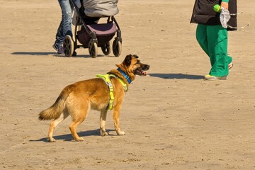 Service dog on a sandy beach.
