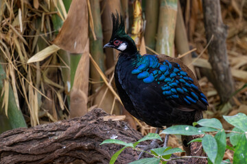 Palawan Peacock-pheasant - Polyplectron napoleonis, beautiful colored ground bird endemic to the island of Palawan in the Philippines.