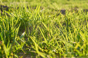 Close Up of Green Grass in a Field