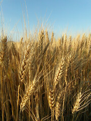 Golden wheat field at sunset.