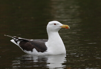 Great black-backed gull