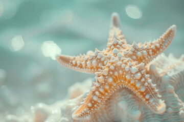 Summer theme with starfish