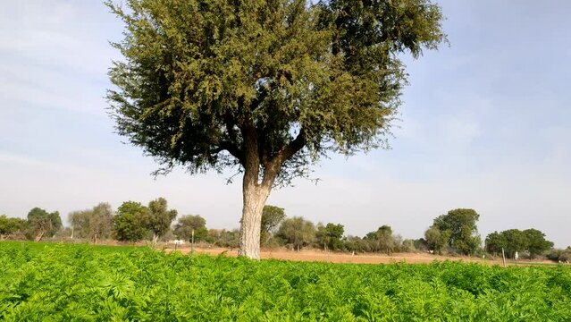 Prosopis Cineraria tree in the young carrot crop field, Khejari tree in the carrot crop field