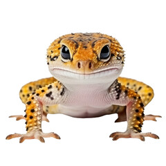 Fototapeta premium Leopard Gecko on Vibrant Background.
