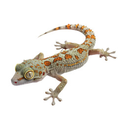 Obraz premium Madagascar Ground Gecko on Vibrant Foliage in Natural Habitat.
