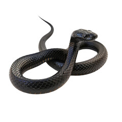 Venomous Black Mamba Snake Slithering on Isolated Background.
