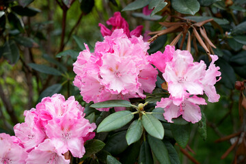 Obraz premium しゃくなげの花