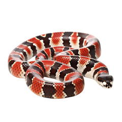 Obraz premium Vibrant Milk Snake Slithering on Isolated Background.