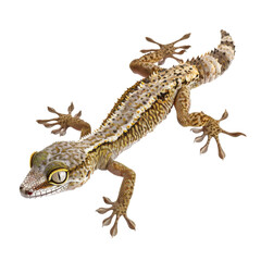 Naklejka premium Moorish Wall Gecko on Textured Surface.