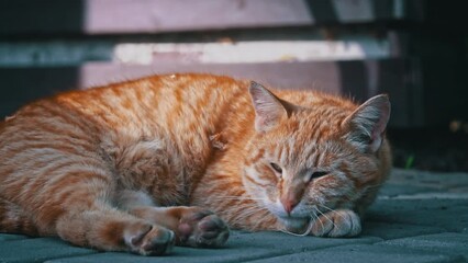 A ginger stray cat, its eyes closed in peaceful slumber, rests on the pavement, showcasing the vulnerability of homeless animals.