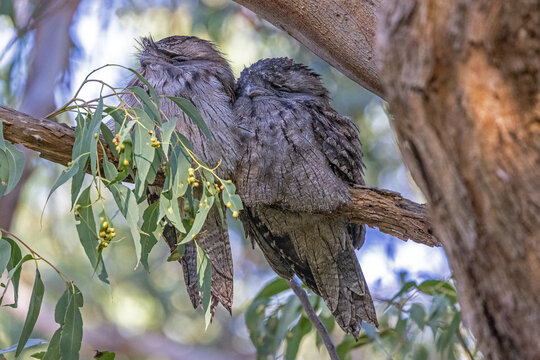 Australian Tawny Frogmouths perched on tree branch