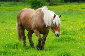 Pferde auf der Weide in der Natur 