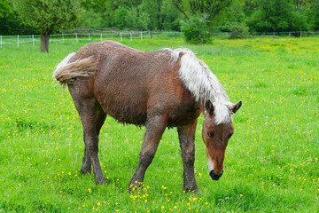 Pferde auf der Weide in der Natur 