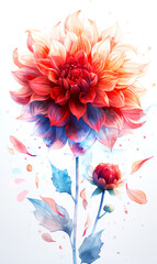 Colorful dahlia flower on white background. Digital painting.