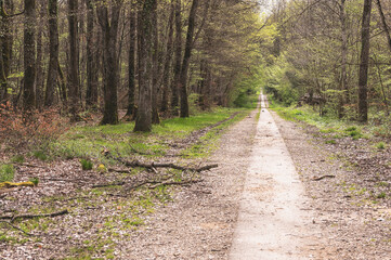 chemin dans les bois de Versoix au printemps