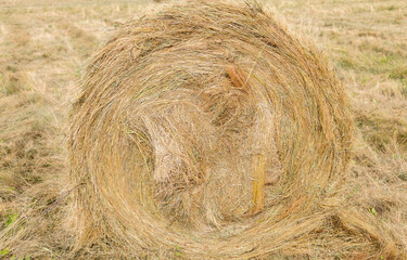 rolls of dry grass on field, summer time.animal feed round hay bale.