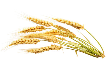Trio of Golden Wheat Dances on Pure White Canvas on White or PNG Transparent Background.