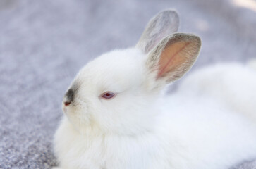 bunny cute rabbit in park on grass, blanket relaxing under blossom tree branch with small little flowers.animal smell a dandelion.sunny spring day.pet in basket in woman hand.