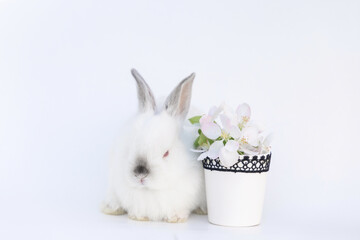 bunny rabbit with isolated with small flowers vase or outside on picnic blanket, smartphone with green screen,chroma key.animal in bed is sleeping.pet on table desk,back view.