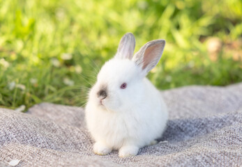 bunny rabbit with isolated with small flowers vase or outside on picnic blanket, smartphone with green screen,chroma key.animal in bed is sleeping.pet on table desk,back view.