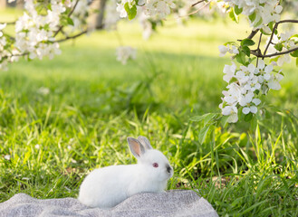 bunny cute rabbit in park on grass, blanket relaxing under blossom tree branch with small little...