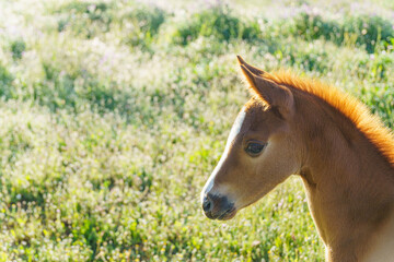 close-up of the head of a small foal seen from profile with a flowery field in the background