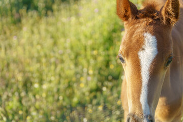 close-up of the head of a small foal seen from profile with a flowery field in the background