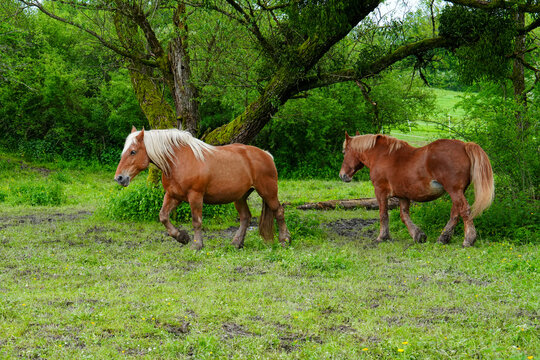 Pferde auf der Weide in der Natur 