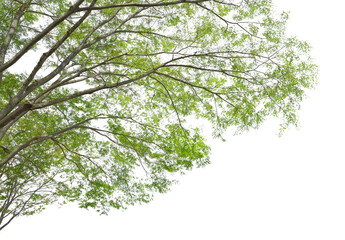 ケヤキの部分　切り抜き画像　春