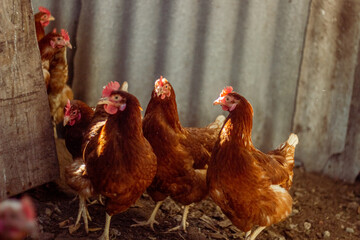 Free range chicken on a traditional poultry farm
