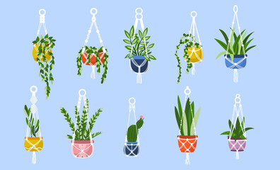 Vector set of handmade macrame hangers pots with houseplants isolated on blue background. Scandinavian style interior decoration illustration.