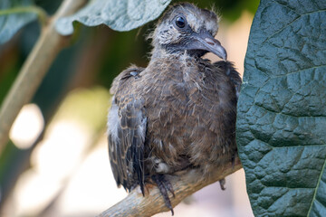 A baby pigeon that fell out of its nest in a tree is cling on a branch