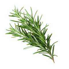 Fototapeta premium Fresh Rosemary Herb on Isolated Background.