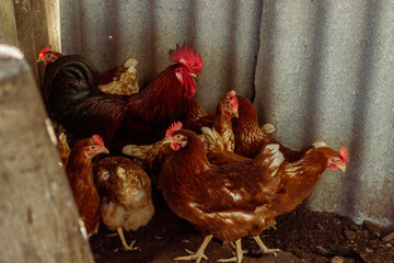 Free range chicken on a traditional poultry farm