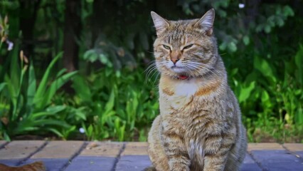 A ginger stray cat, wearing a collar, sits peacefully in a garden, its watchful eyes observing the surroundings.