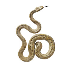 Fototapeta premium Graceful Sea Snake Gliding in Clear Waters.